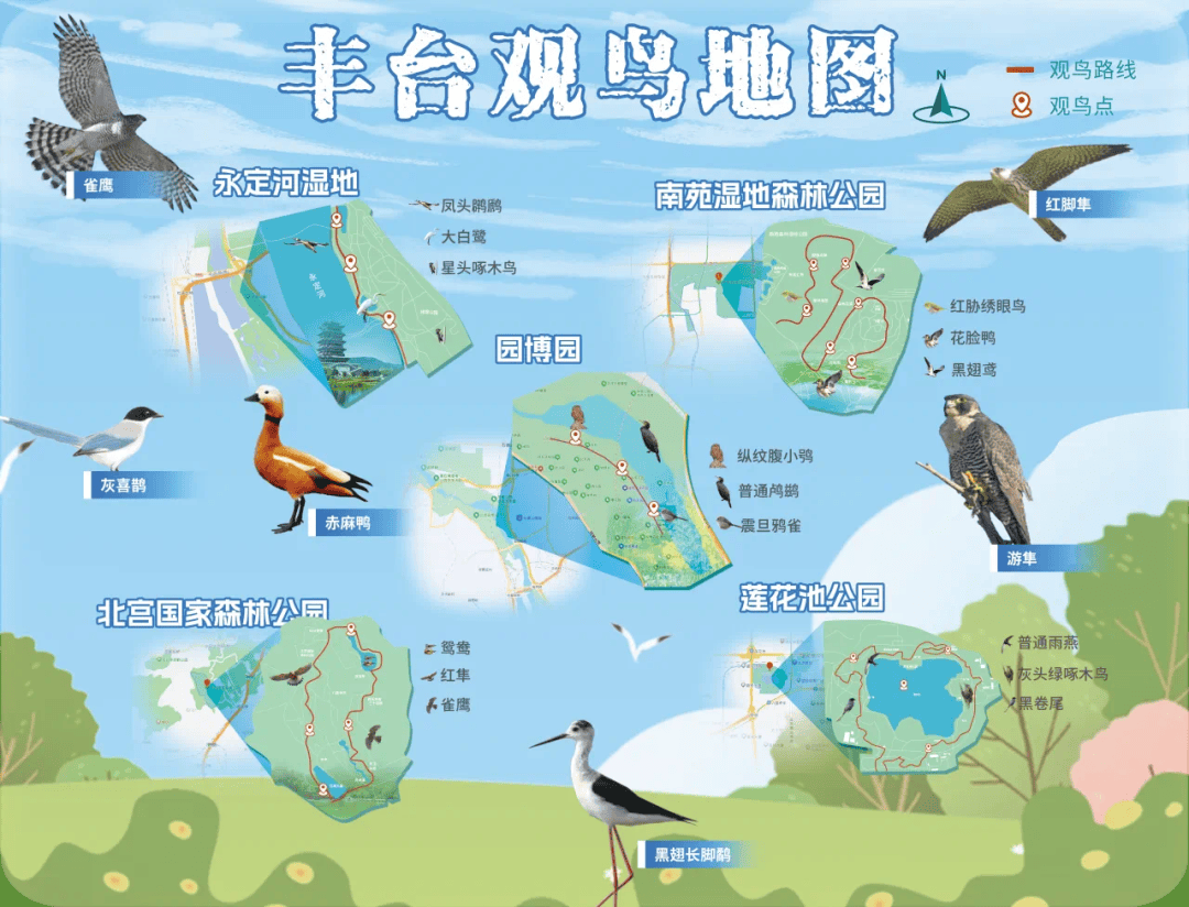 国际爱鸟日｜啾啾咕咕~今天“我们”过节啦